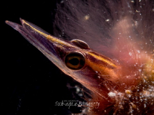 Arrow Blenny - Lucayablennius zingaro 
Using Olympus E-M... by Jan Morton 